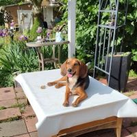 Banfield Pet Hospital ico