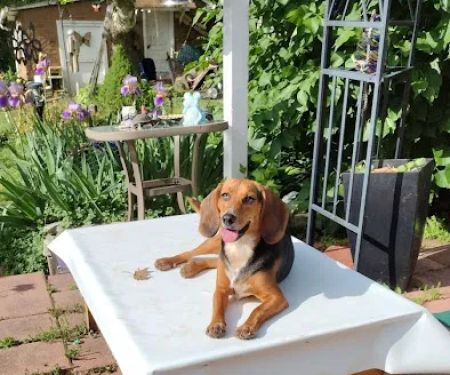 Banfield Pet Hospital