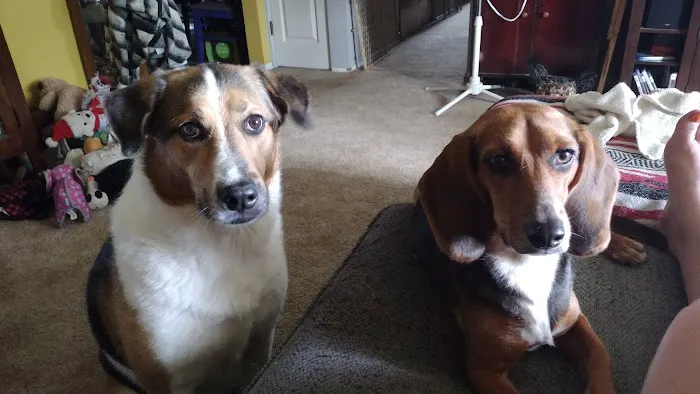 Banfield Pet Hospital Picture 2