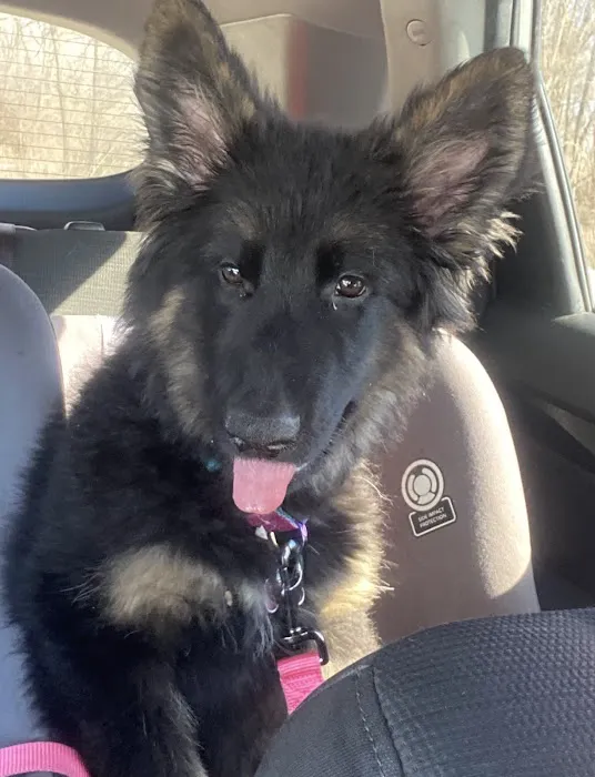 Banfield Pet Hospital Picture 8