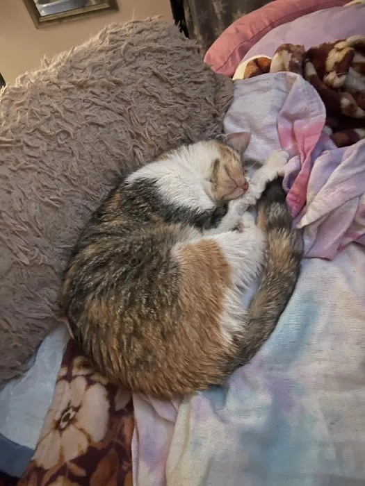 Banfield Pet Hospital Picture 6