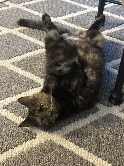 Heartland Veterinary Hospital P.C. Picture 3