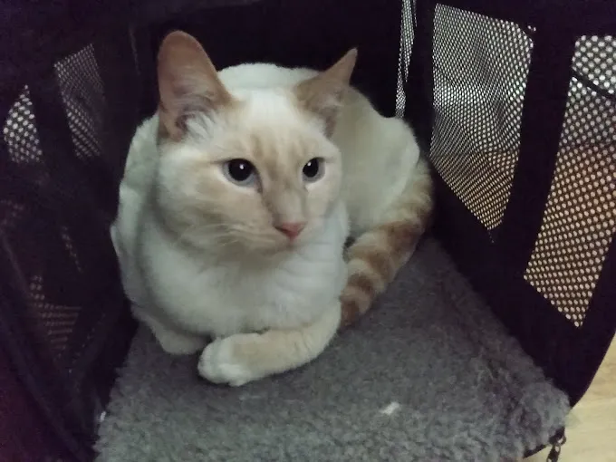 Heartland Veterinary Hospital P.C. Picture 6