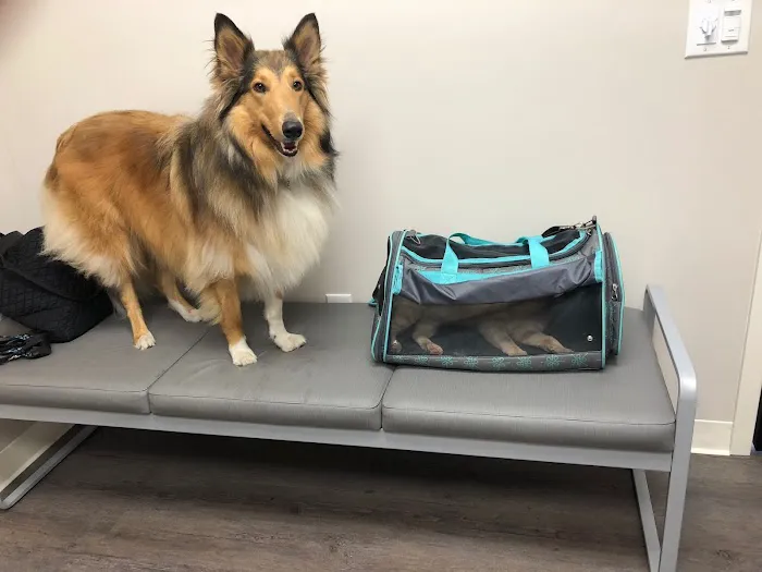 Heartland Veterinary Hospital P.C. Picture 7