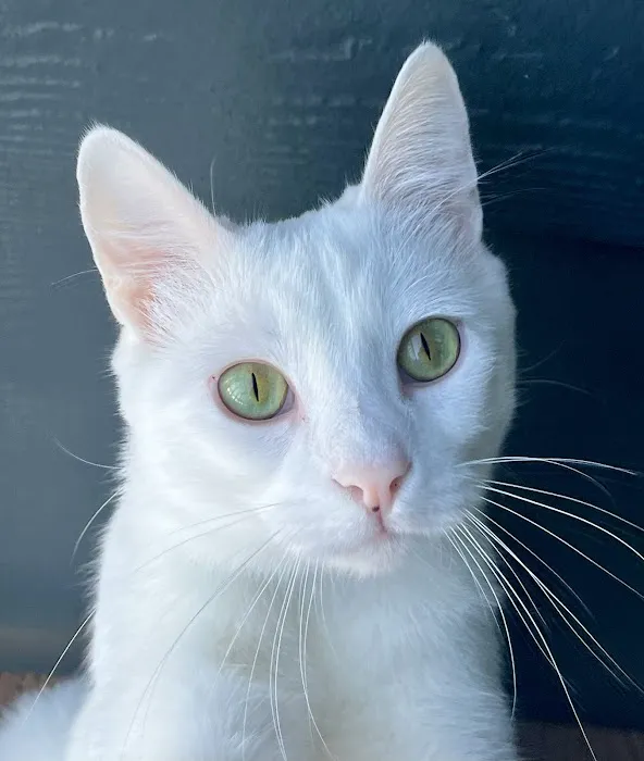 Olsen Veterinary Clinic Picture 1