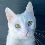 Olsen Veterinary Clinic