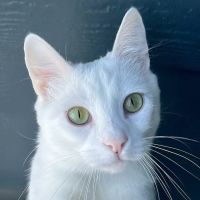 Olsen Veterinary Clinic ico