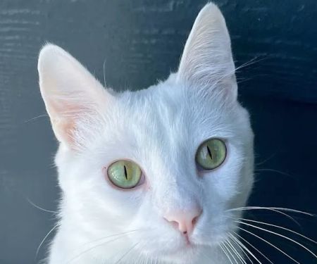 Olsen Veterinary Clinic