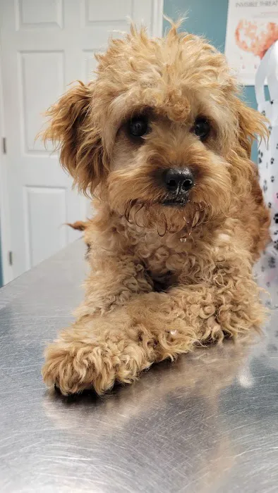 Olsen Veterinary Clinic Picture 4