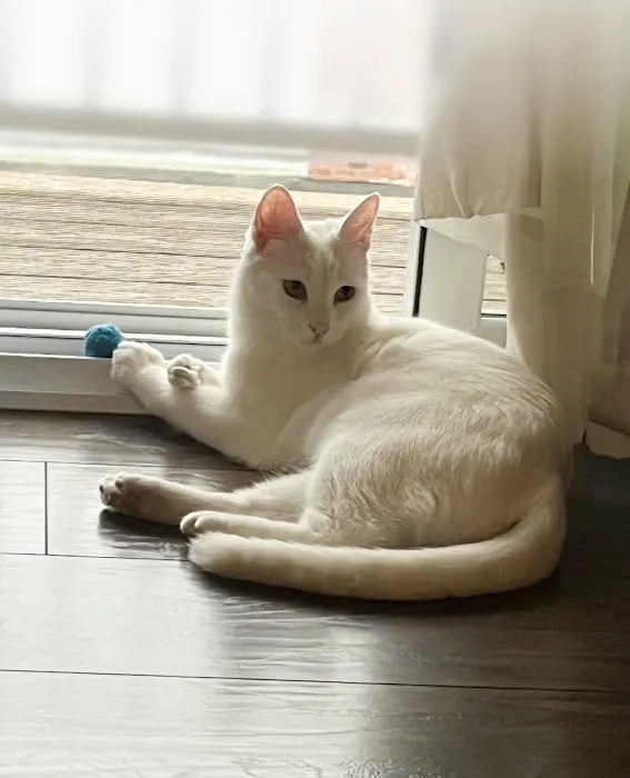 Olsen Veterinary Clinic Picture 3