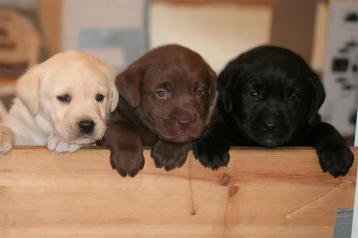 Olsen Veterinary Clinic Picture 10