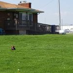 Hawthorne Animal Hospital- Troy location