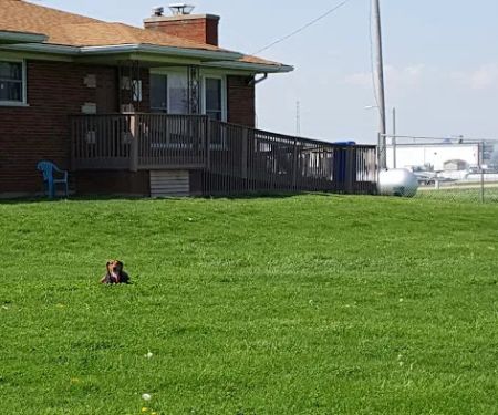 Hawthorne Animal Hospital- Troy location