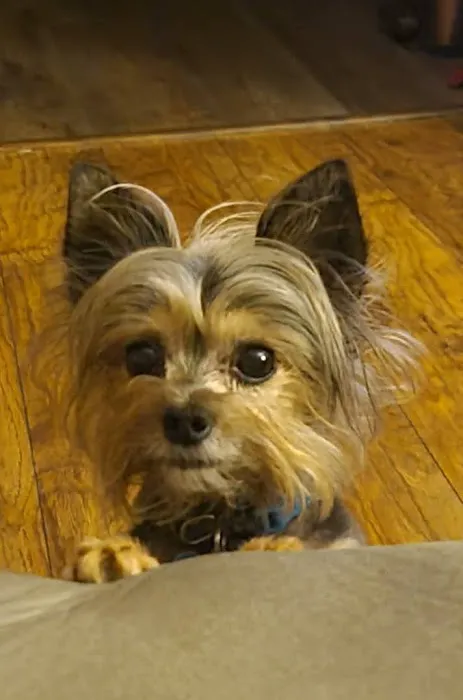 Hawthorne Animal Hospital- Troy location Picture 3