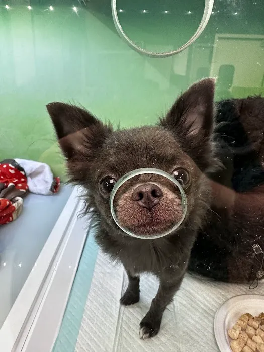 Village Veterinary Hospital Picture 2