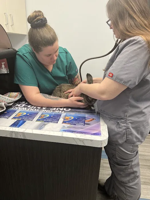 Village Veterinary Hospital Picture 6