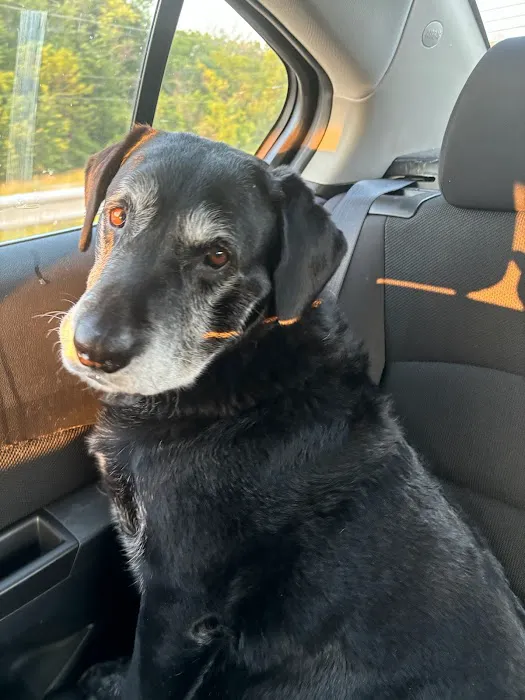 Hillside Pet Clinic Picture 3