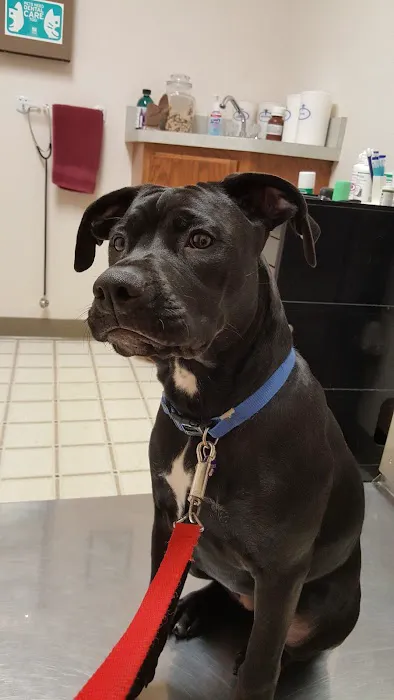 Hillside Pet Clinic Picture 1