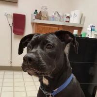 Hillside Pet Clinic ico