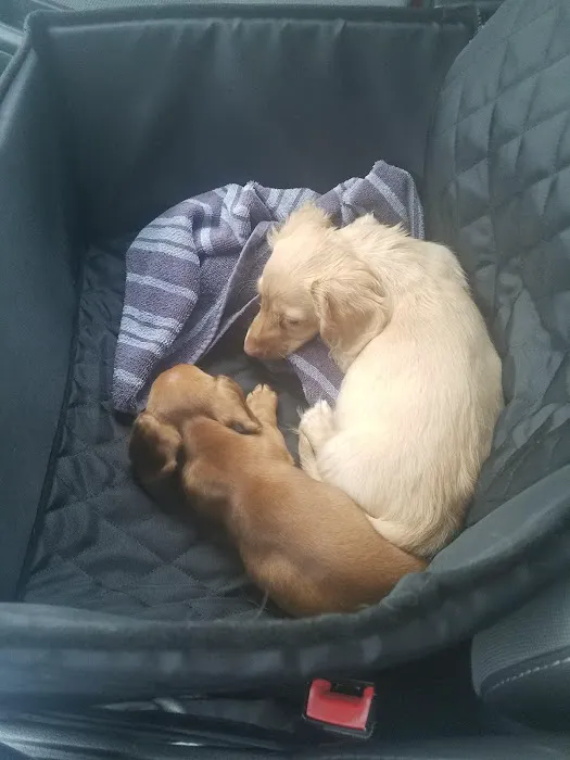 Hillside Pet Clinic Picture 2