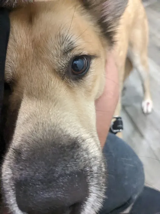 Creekwood Animal Hospital Picture 1