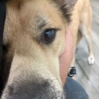 Creekwood Animal Hospital ico