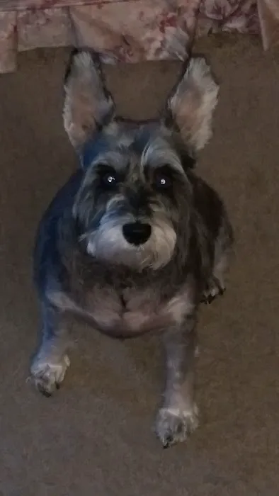 Spector Jeffery H DVM Picture 1