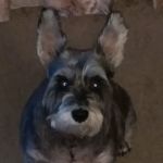 Spector Jeffery H DVM