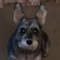 Spector Jeffery H DVM ico