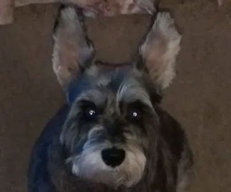 Spector Jeffery H DVM