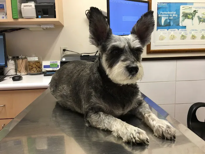 Spector Jeffery H DVM Picture 3