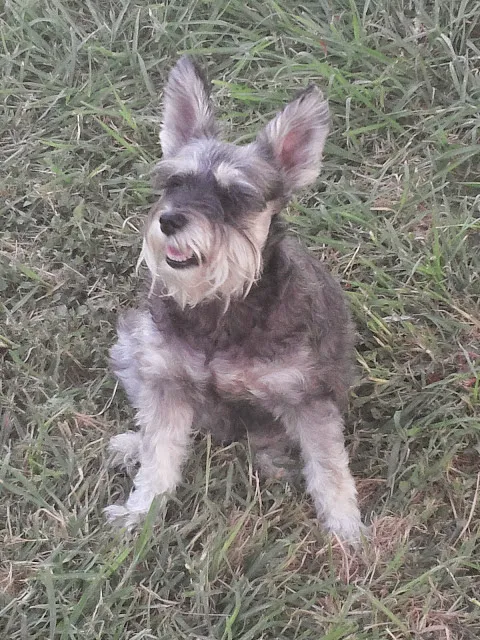 Spector Jeffery H DVM Picture 4