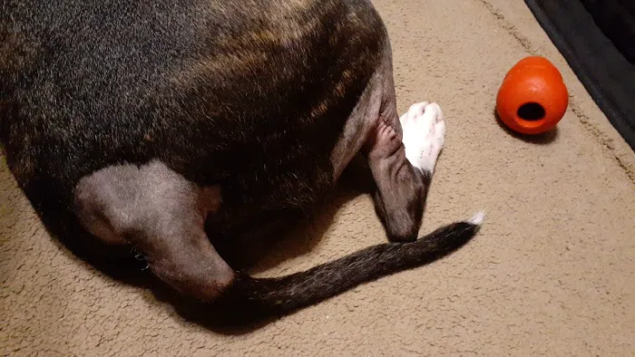 Northgate Small Animal Hospital: Edgar Amy DVM Picture 2