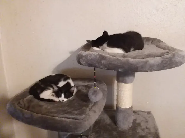 Northgate Small Animal Hospital: Edgar Amy DVM Picture 1