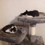 Northgate Small Animal Hospital: Edgar Amy DVM