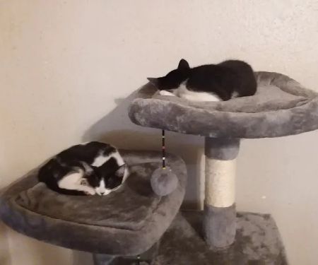 Northgate Small Animal Hospital: Edgar Amy DVM