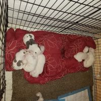 Animal Care Center ico