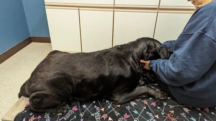 Pawpatch Animal Hospital Picture 2