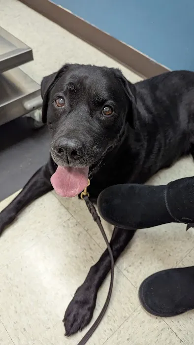 Pawpatch Animal Hospital Picture 1