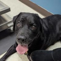 Pawpatch Animal Hospital ico