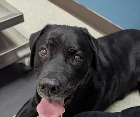 Pawpatch Animal Hospital