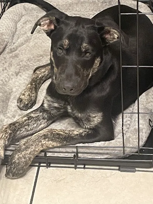 Pawpatch Animal Hospital Picture 9