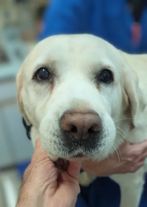 Pawpatch Animal Hospital Picture 4