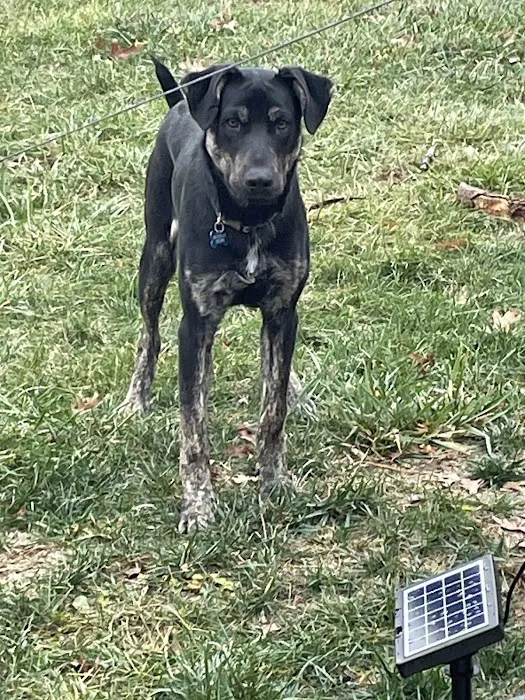 Pawpatch Animal Hospital Picture 10