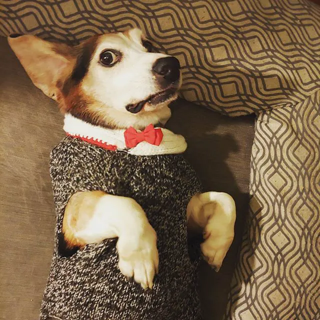 Gateway City Animal Clinic Picture 2