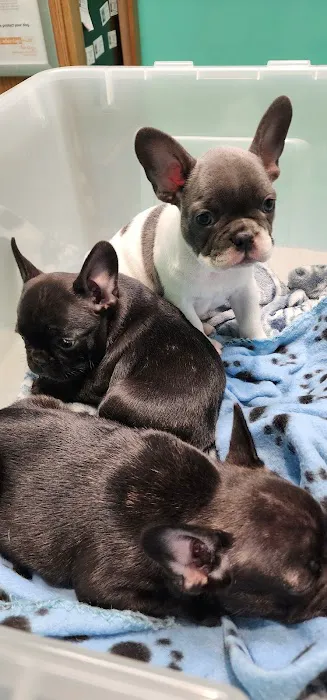 Gateway City Animal Clinic Picture 5