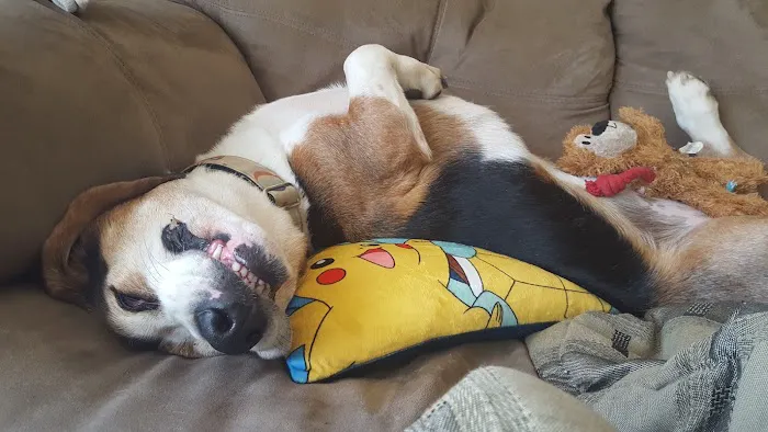 Gateway City Animal Clinic Picture 6