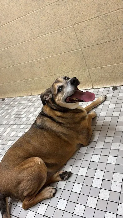 Florissant Animal Hospital Picture 1