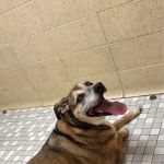 Florissant Animal Hospital