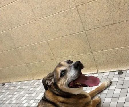 Florissant Animal Hospital